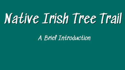 The Irish Tree Trail - A Brief Introduction